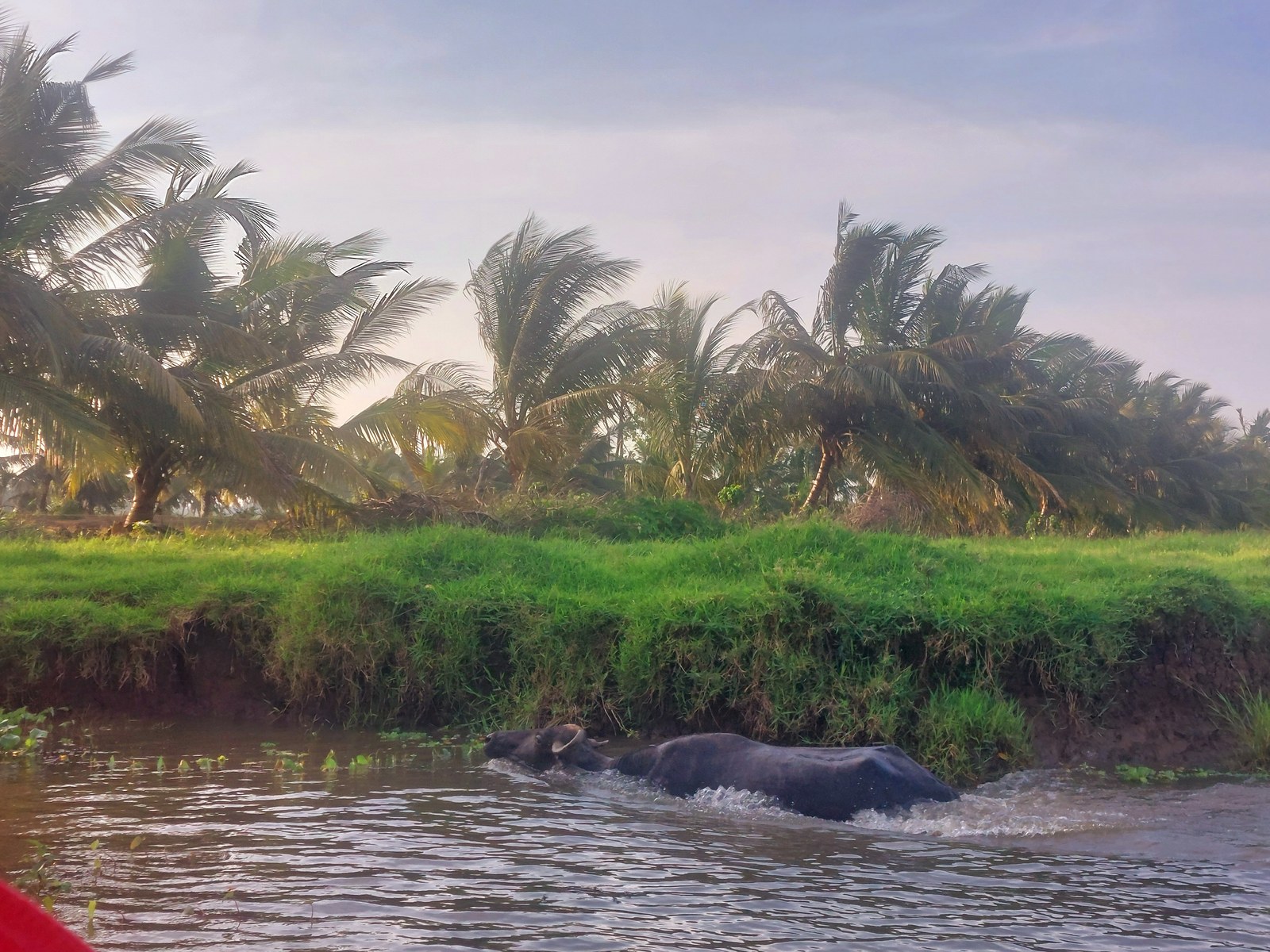 Wasserbüffel schwimmt durch den Fluss in Hambantota