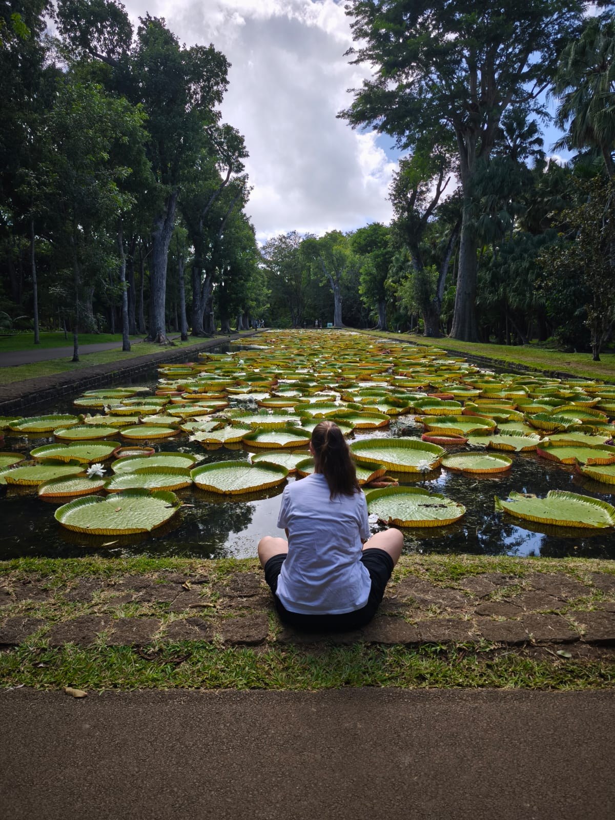Riesige Amazonas-Seerosen im Botanischen Garten von Pamplemousses, Mauritius